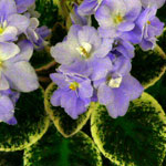 African Violet Variegated Foliage